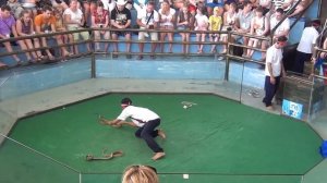 УКУСИЛА ЗМЕЯ на шоу в Таиланде. ЗМЕЯ УКУСИЛА ЧЕЛОВЕКА. КОБРЫ КУСАЮТ ДРЕССИРОВЩИКА.