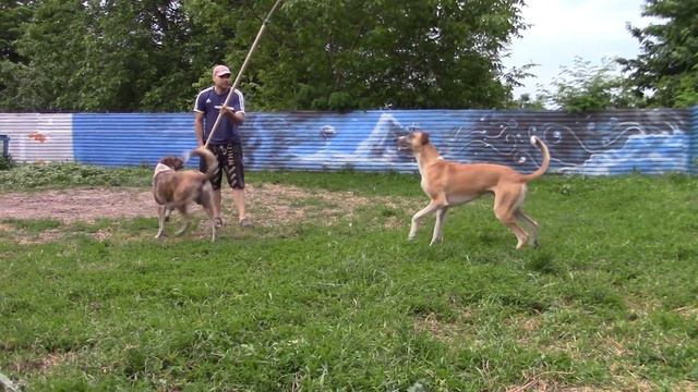 Тренировка охотничьих собак. 10.06.23г смотреть онлайн