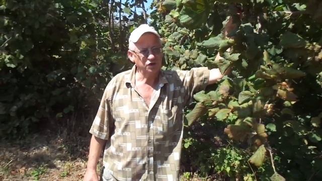 Зуд "изобретательства" в виноградарстве, в ореховодстве ЭТО не надо смотреть онлайн