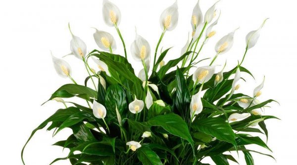 Лучший грунт для СПАТИФИЛЛУМА и даже дохлый цветок оживет, позеленеет и зацветет!