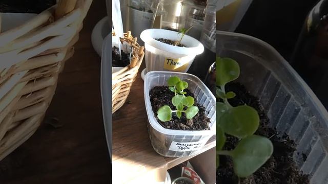 Обзор моих посадок комнатных цветов. Наведение порядка кампанулы. смотреть онлайн