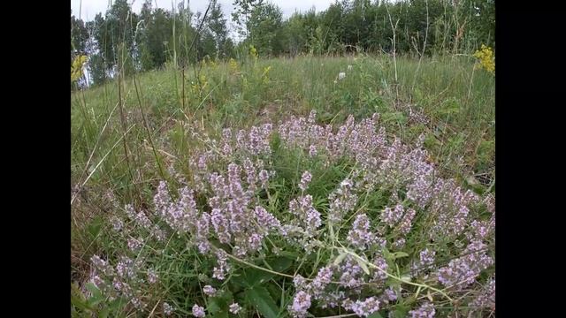 Русский Иван чай (кипрей): сбор, переработка и ферментация смотреть онлайн