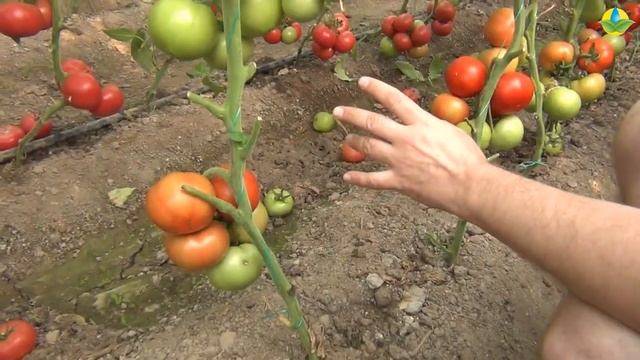 ТМ 00-11 F1 - БОЛЬШОЙ ОБЪЕМ ПОМИДОРОВ С ОБАЛДЕННЫМ ЦВЕТОМ (12-06-2018) смотреть онлайн