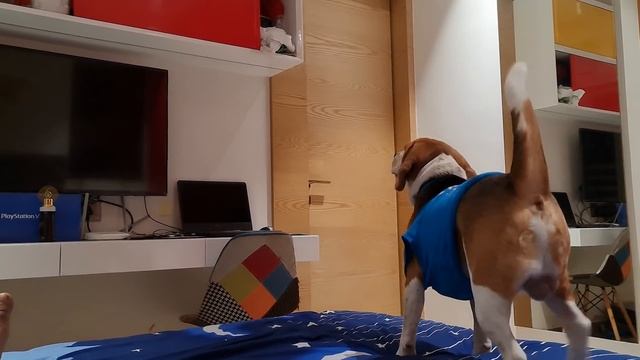 Beagle vs Labrador - Which is Better? смотреть онлайн
