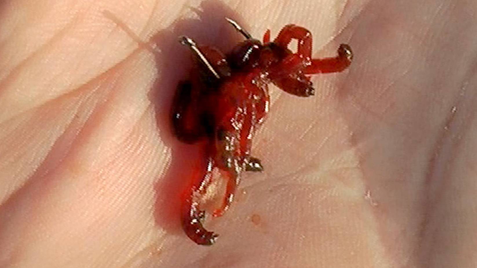 Как насадить на крючок червя, опарыша, и мотыля. смотреть онлайн