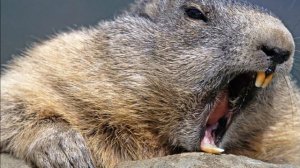 Разведение Бобров в домашних условиях как бизнес идея