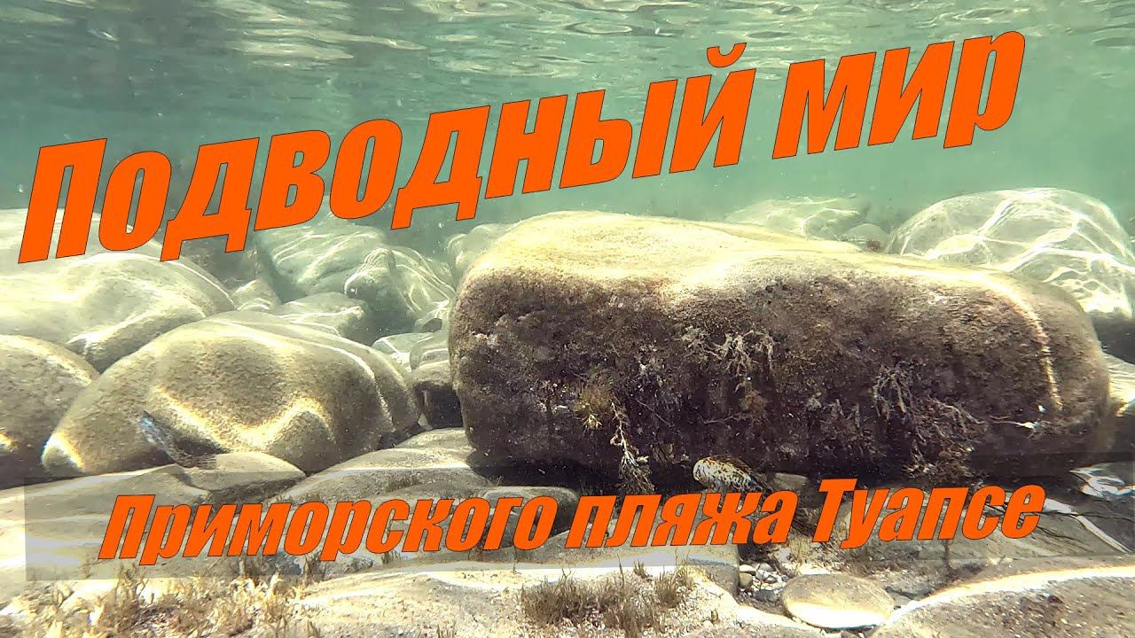 Подводный мир приморского пляжа Туапсе. 4К видео. смотреть онлайн