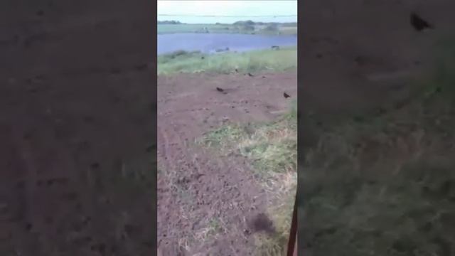 Выравниваем площадки и дорогу. 14.06.23г смотреть онлайн