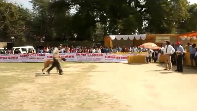 Beagle and Pug dog win All India dog championship 2015 in Allahabad смотреть онлайн