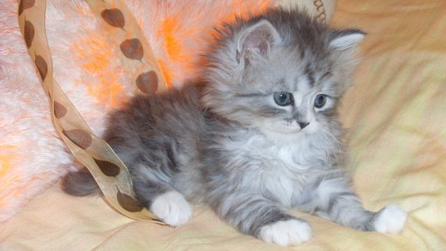 Диктант по русскому языку 3 класс с проверкой смотреть онлайн