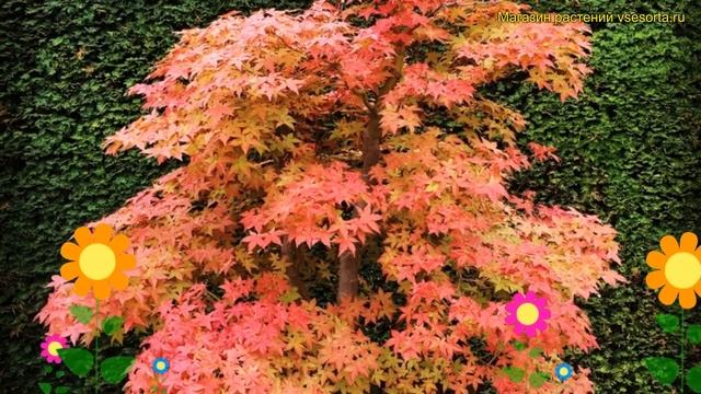 Клен дланевидный Дешойо. Краткий обзор, описание характеристик acer palmatum Deshojo смотреть онлайн