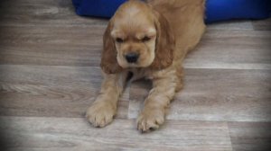 Нам 2 месяца!\ЩЕНОК в доме\Американский кокер - спаниель