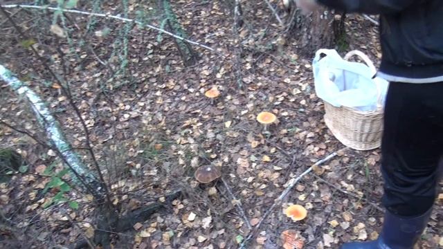 Тихая охота. Очень много грибов смотреть онлайн