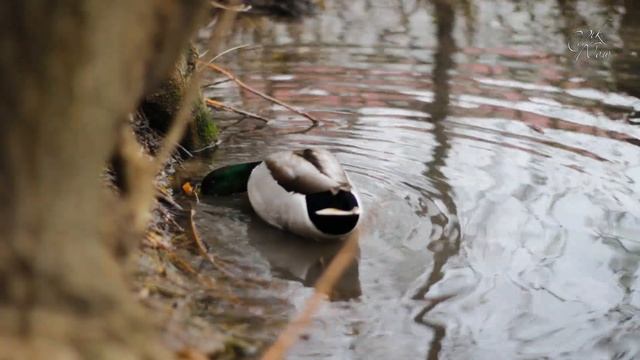 Видео тест объектива Yongnuo для Canon 50 мм f1.8 из Китая / Video test 50mm f1.8 смотреть онлайн