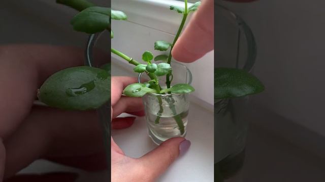 Черенкование КАЛАНХОЕ Каландива (Kalanchoe Blossfeldiana). Размножение.