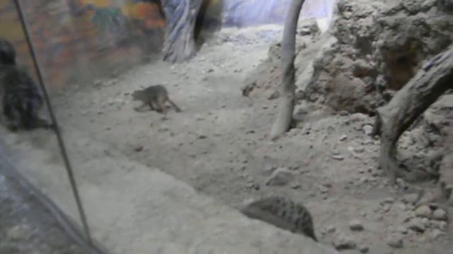 Воронежский океанариум 7 смотреть онлайн