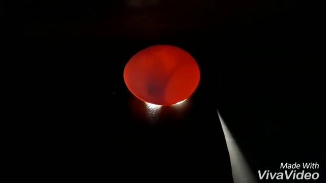 Проверка на оплодотворённость зародыша в яйце