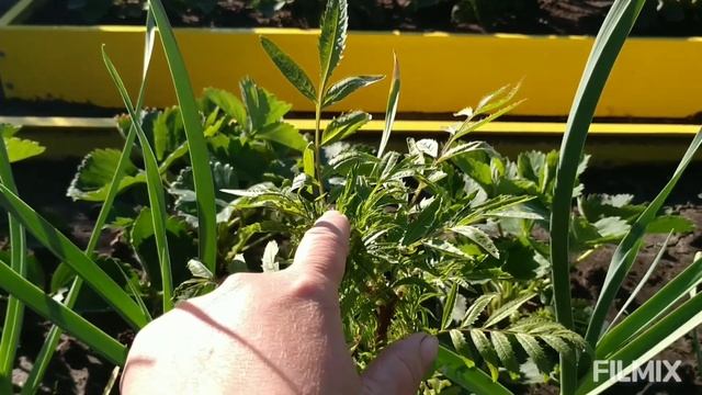 любимая дача 30.05.21/ Ветреница смотреть онлайн