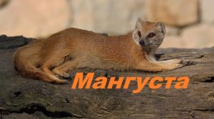 Мангуста.. (история-рассказ)