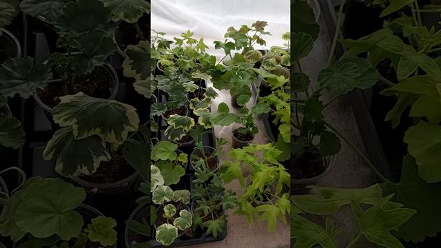 🌸ЧЕРЕНКИ ПЕЛАРГОНИЙ ("ТУЛЬСКИЕ ПРЯНИЧНЫЕ ПЕЛАРГОНИИ)🌱 смотреть онлайн