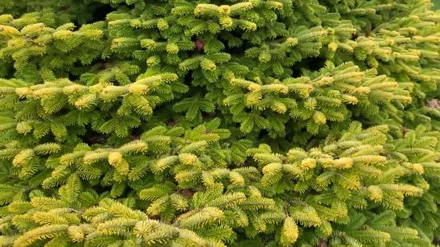 Abies Nordmanniana 'Golden Spreader' Dwarf Golden Caucasian, One Of Our Favorite Conifers!