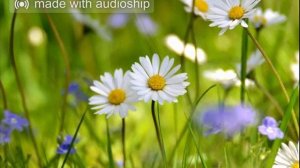 21 УЛАХРА КУРСАН ЧЕЧЕК (Г.Харлампьев)