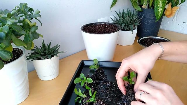 МАРГАРИТКА - ЛЕГКО! Пересадка рассады маргаритки в горшок