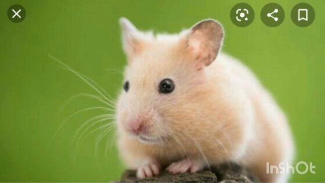 Милые хомяки!?Помогут вам поднять настроение!?/хомяки/Смешные животные/Varay pets Life смотреть онлайн