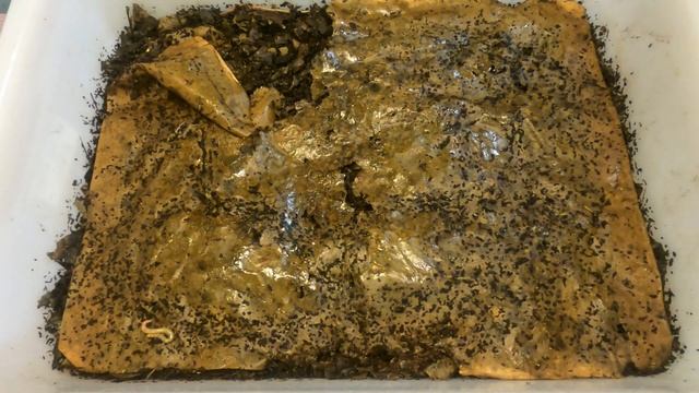 ENC check-in & feeding after 6 days - worm farm vermicomposting смотреть онлайн