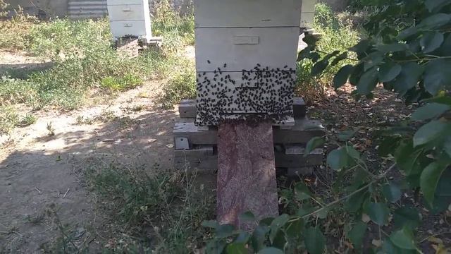 Жара под 40 в тени,дождей нет, пчелы страдают фигней от безделия. смотреть онлайн