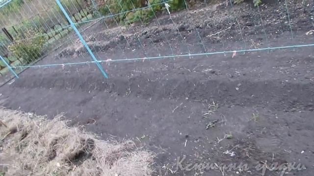 Перец Результат парного выращивания под временным укрытием смотреть онлайн