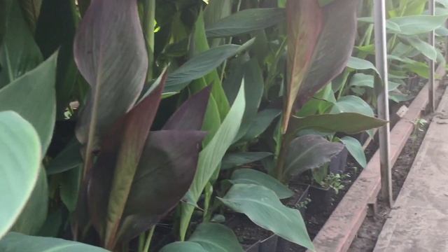 Как повысить эффективность использования теплицы. смотреть онлайн