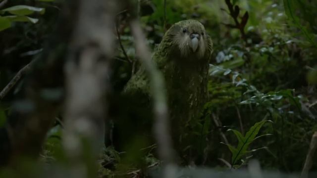 20 Rarest Animals Caught on Camera You Will Want to Watch Twice смотреть онлайн