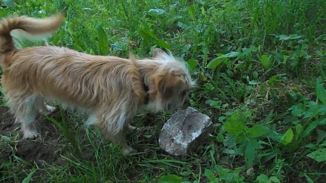 Мой камень, никому не отдам! смотреть онлайн