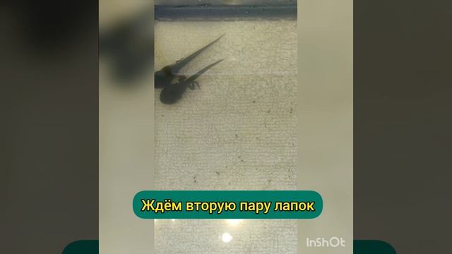 тусовка головастиков Mp4