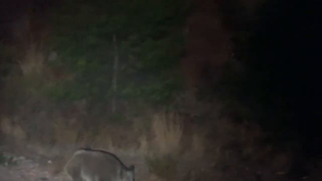 Стадо диких кабанов в городе - Мармарис, Турция