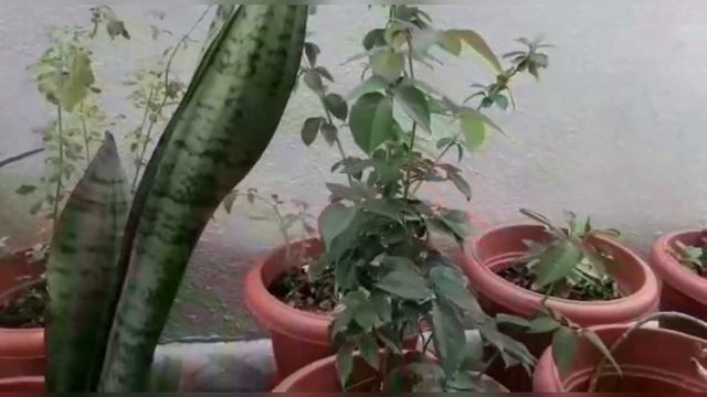 Garden tour/Home garden tour part 1/indoor garden/Indoor plants in tamil смотреть онлайн
