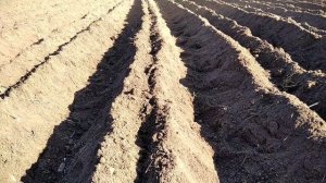 Посадка картофеля мотокультиватором Тарпан