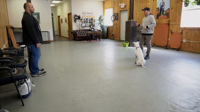 Extremely reactive pitbull + Leash reactive dog training смотреть онлайн