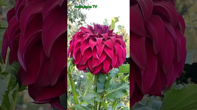 🏆 Спартак: Георгин, который победит ВСЕХ! Идеальное сочетание красоты и силы!🔥 смотреть онлайн