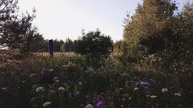 Вечером за городом. ч.1. Август 2023 смотреть онлайн