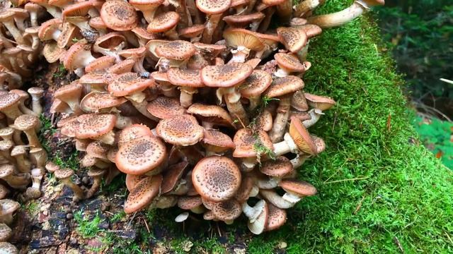 Gemeiner Hallimasch, Nadelholzhallimasch, Dunkler Hallimasch, Armillaria Solidipes смотреть онлайн
