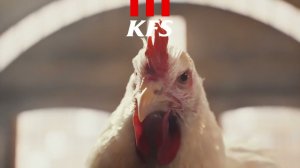 KFS | Курица - ВСЁ!