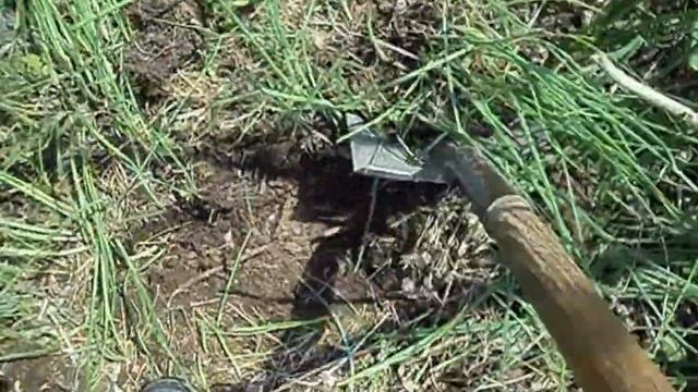 Лук на зелень. Где взять зелёный лук на посадку, что бы выращивать на перо? смотреть онлайн