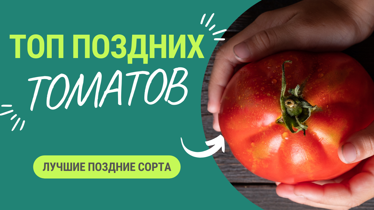 Потрясающие поздние томаты. Обязательно к выращиванию больше 125 дней смотреть онлайн