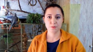 ПАРНОЕ СОДЕРЖАНИЕ ПОПУГАЕВ. Проблемы, размножение, птенцы.