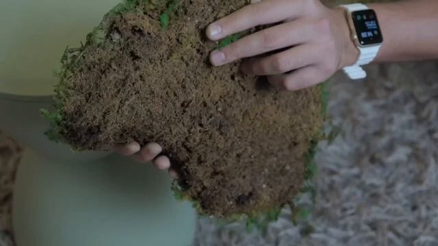 Обзор на плоский, Папоротниковый мох от компании GREENERY смотреть онлайн