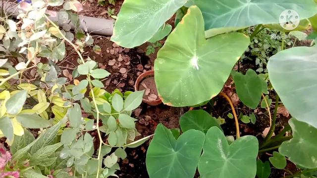 350.Update pot air layer of Croton Plant.The most easy way to propagate croton plant . смотреть онлайн