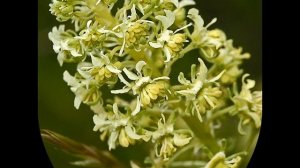 Душистая резеда