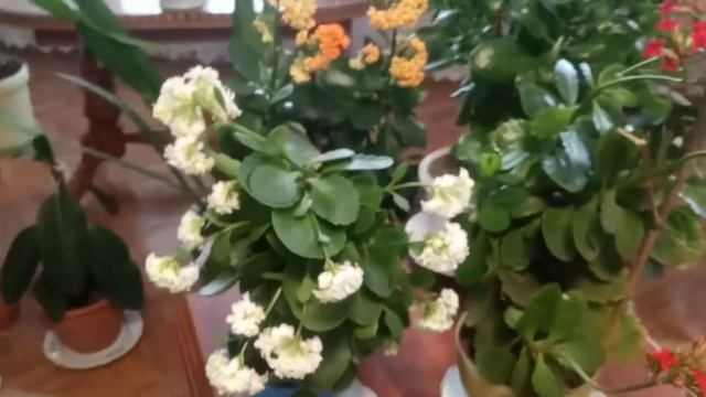 Комнатные цветы.Коллекция новых калонхоэ. смотреть онлайн